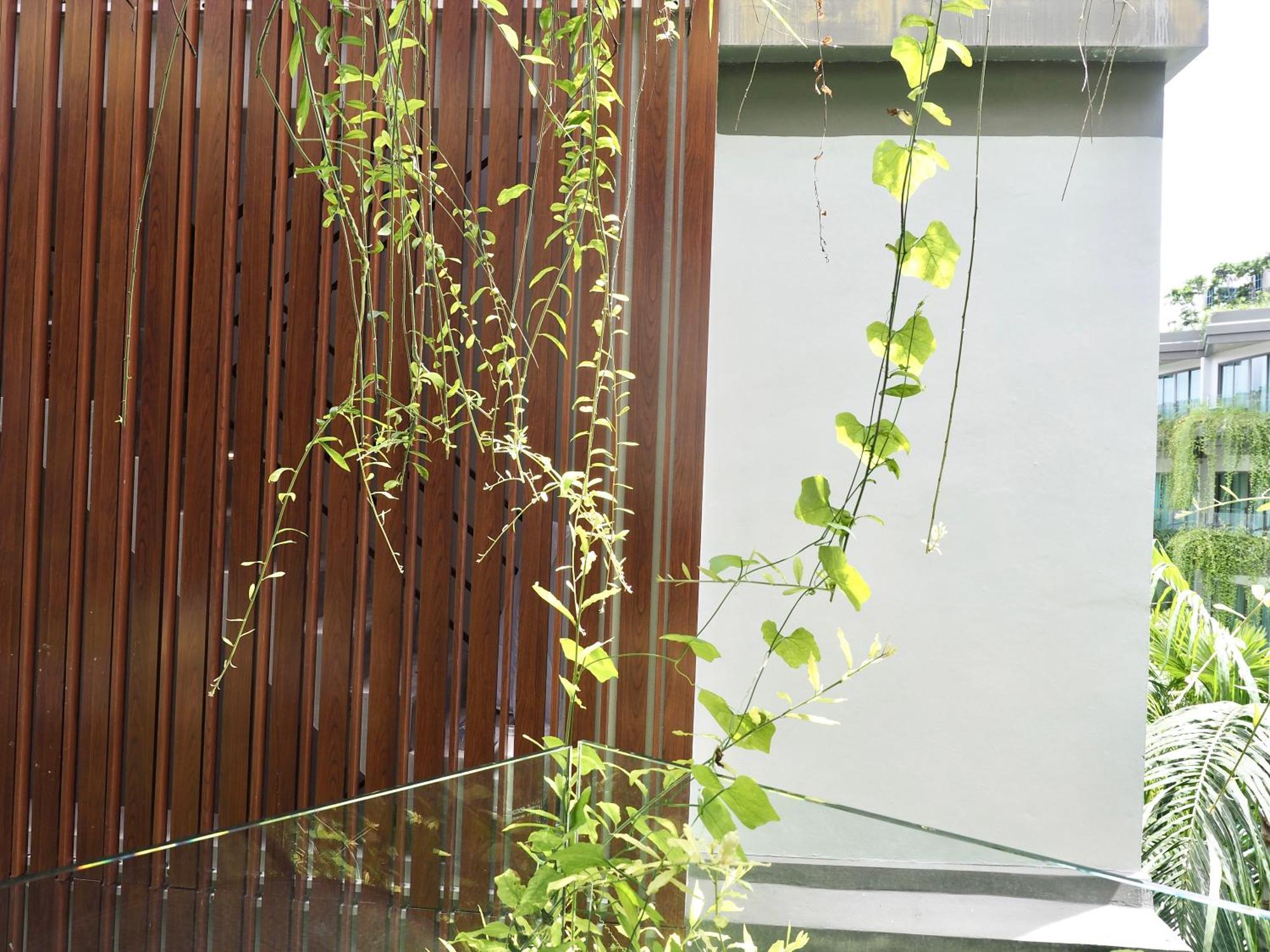 Panwaburi Beachfront Resort - Sha Extra Plus Εξωτερικό φωτογραφία A green wall in Singapore